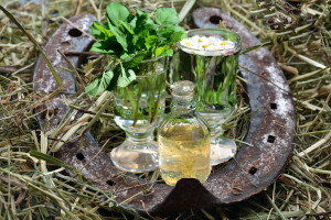 horseshoe-verkleinert